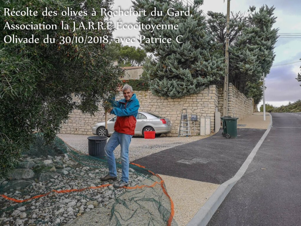 Récolte-des-olives-la-JARRE-Patrice-et-le-filet